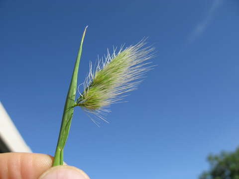 Image of Bristly dogstail grass