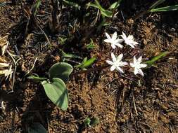 Image of Fusifilum depressum (Baker) U. Müll.-Doblies, J. S. Tang & D. Müll.-Doblies