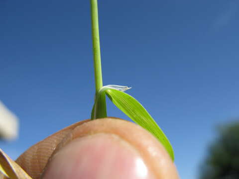 Image of Bristly dogstail grass