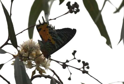 Image of Madagascan Sunset Moth