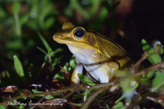 Sivun Humerana miopus (Boulenger 1918) kuva