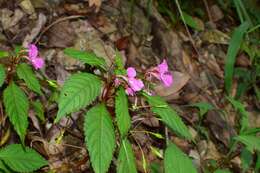 Impatiens chekiangensis Y. L. Chen resmi