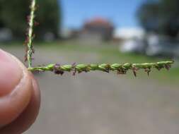 Image of crabgrass