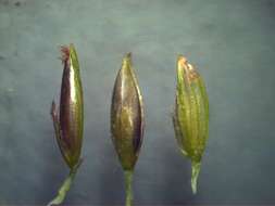 Image de Digitaria didactyla Willd.