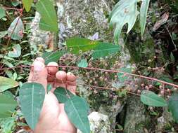 Image of Euphorbia subpeltata S. Watson