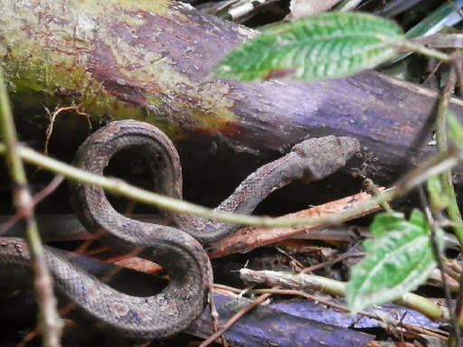 Image of Fiji Island Boa