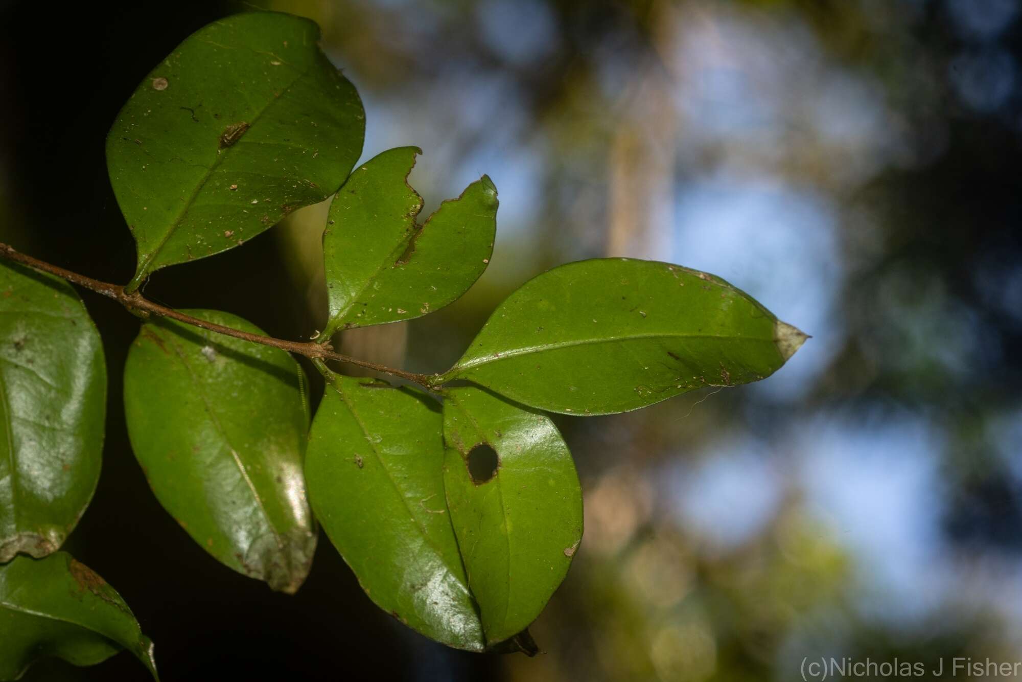 Image of Gossia fragrantissima (F. Müll. ex Benth.) N. Snow & Guymer