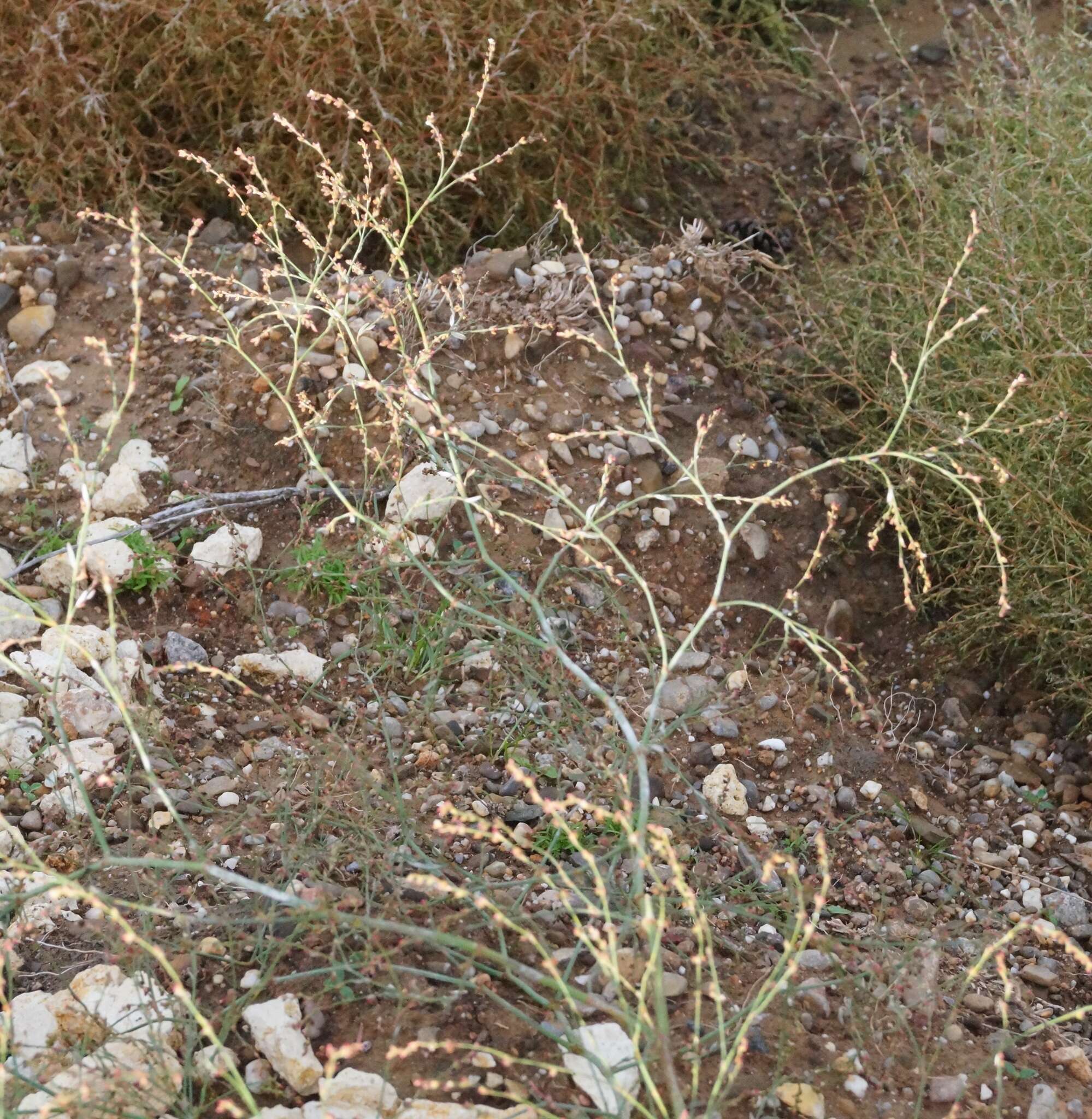 Image of Bellard's smartweed