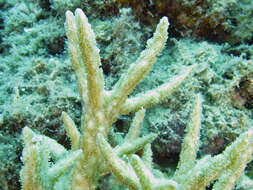 Image of spine coral