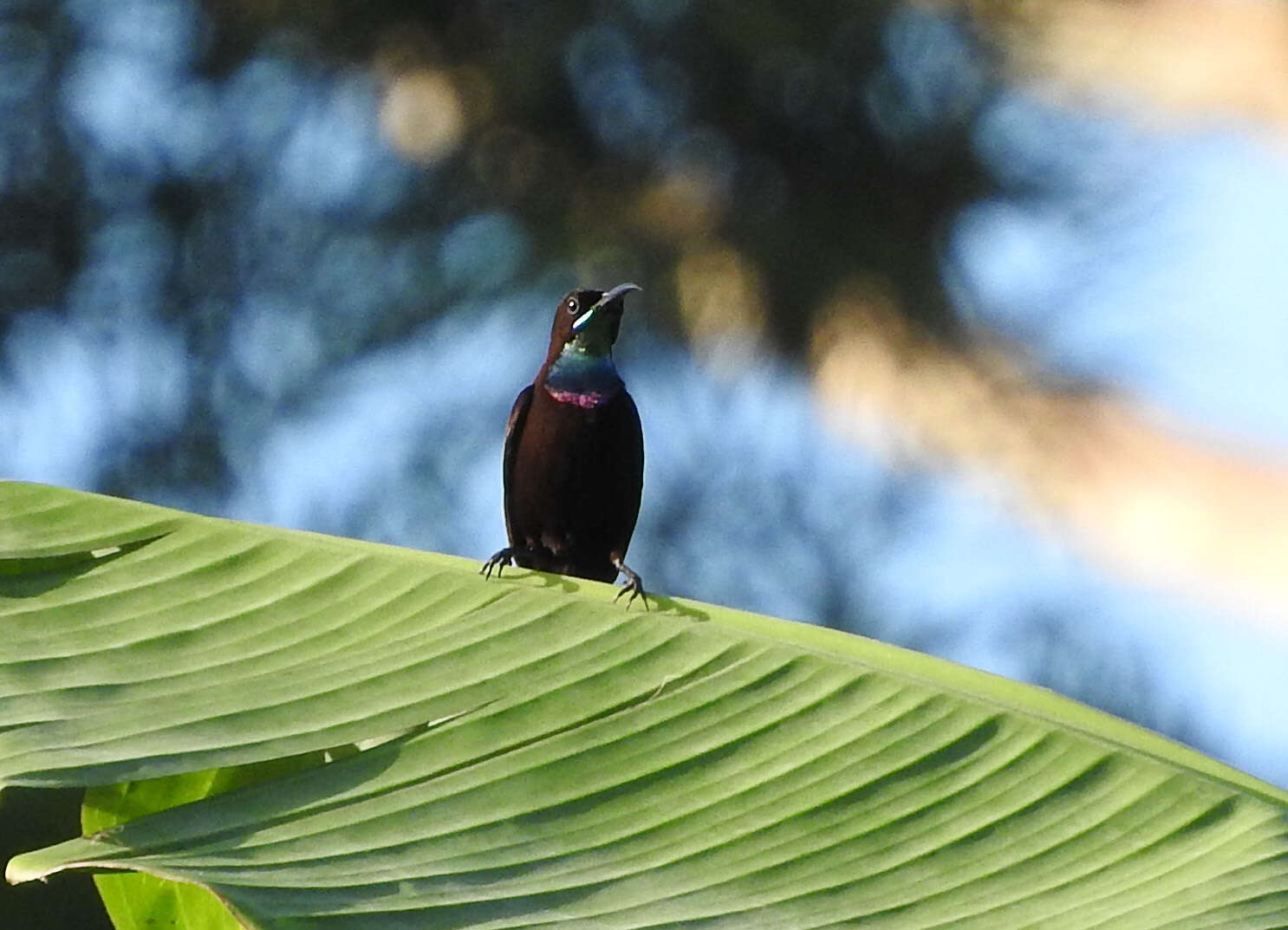 Image of Green-throated Sunbird