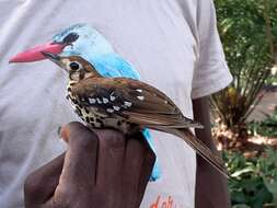 Image of Spotted Ground Thrush