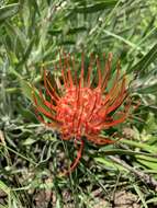 Image of Leucospermum gerrardii Stapf