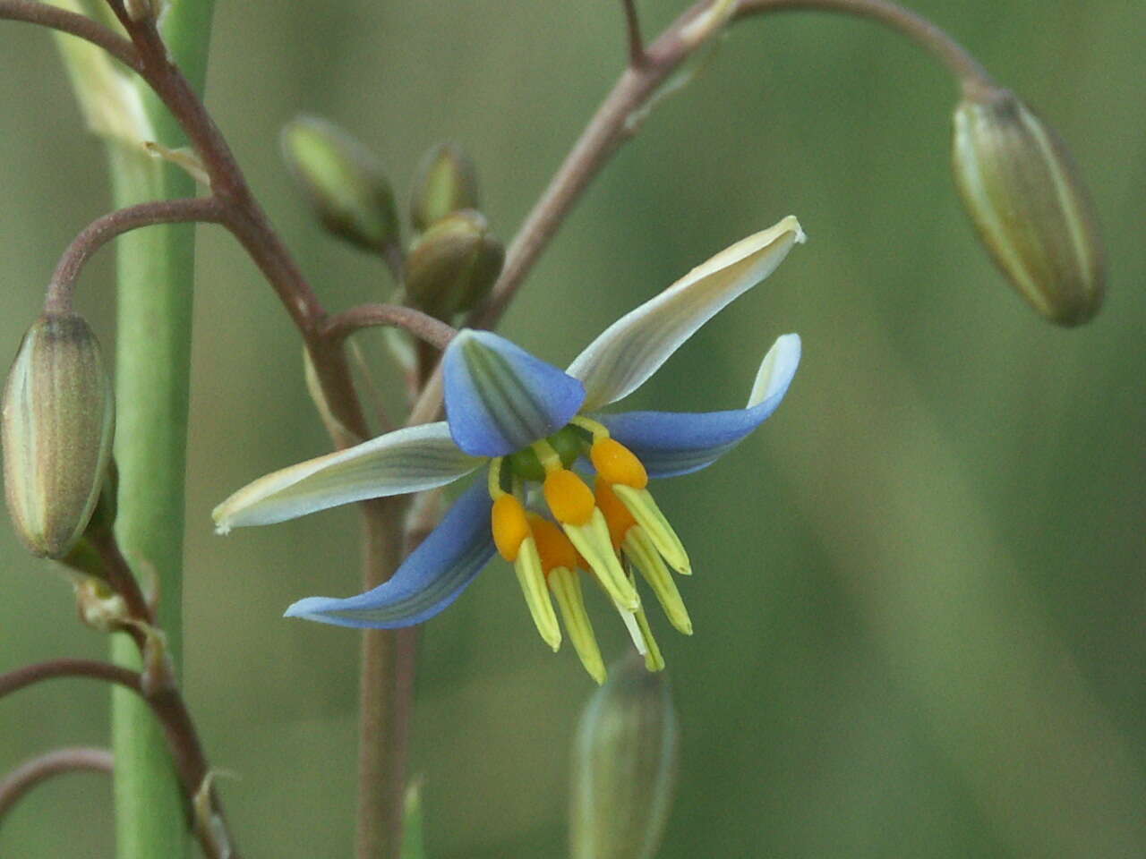 Image of Dianella longifolia var. grandis R. J. F. Hend.