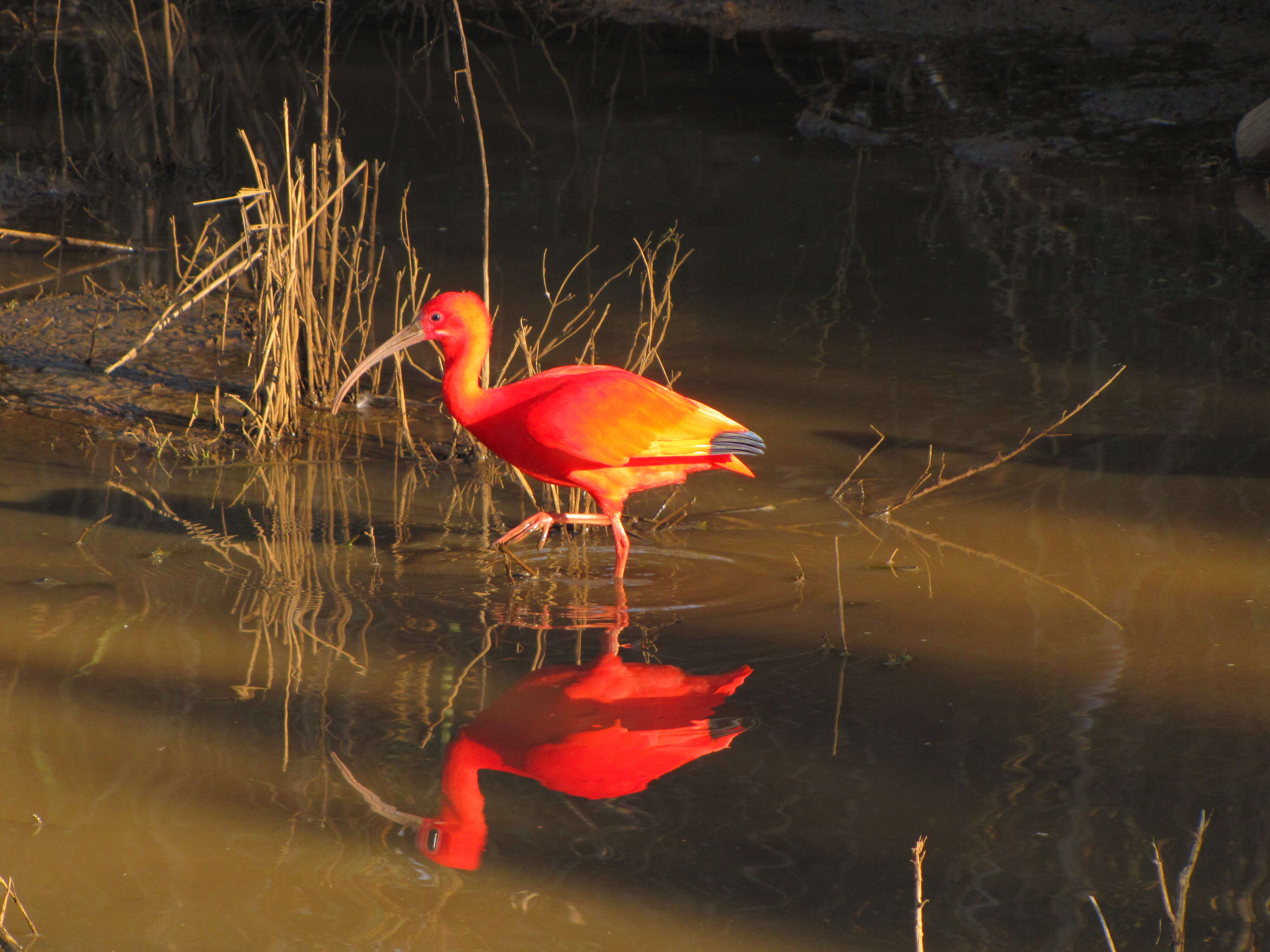 Image of Scarlet Ibis