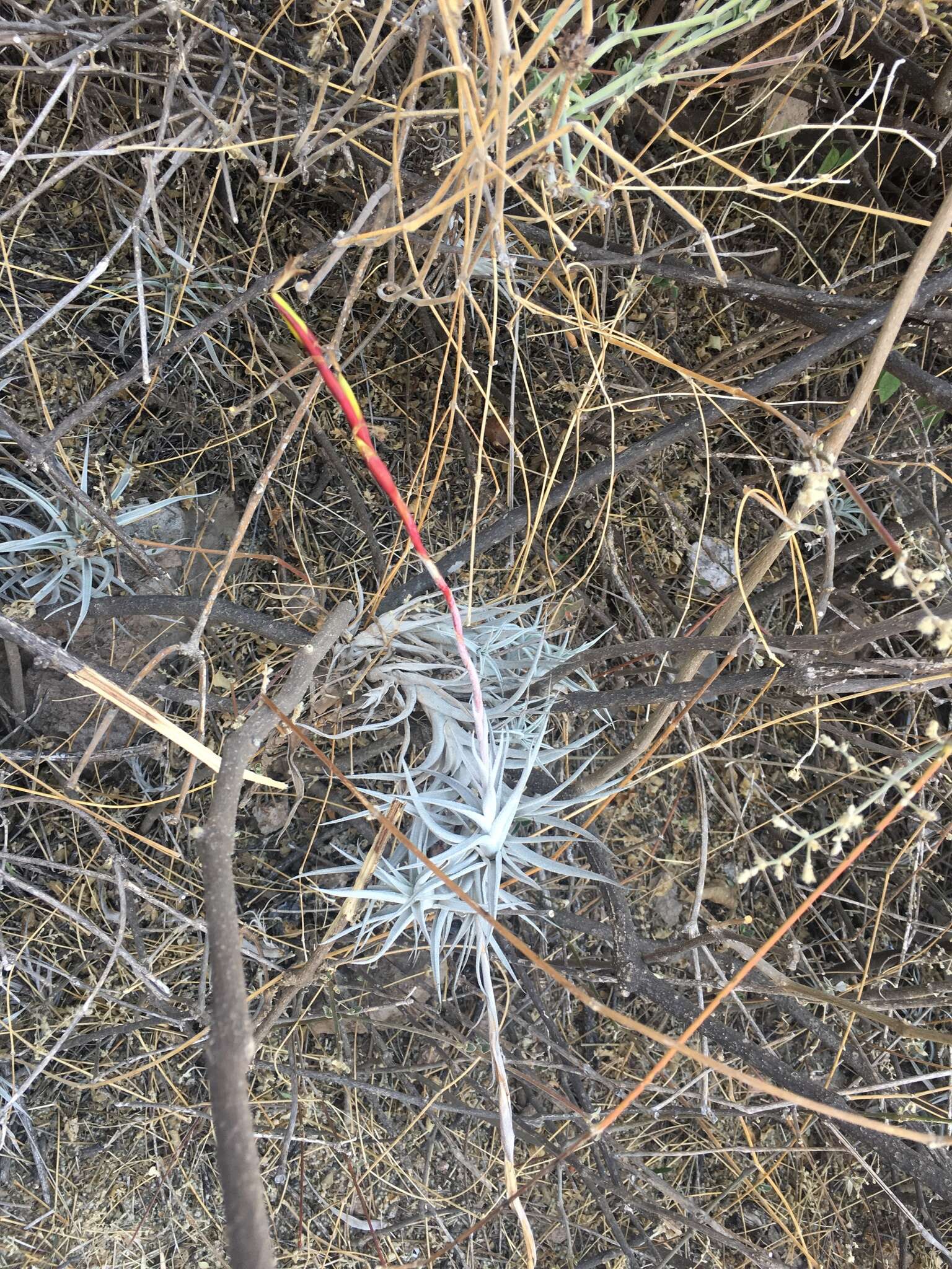 Tillandsia albida Mez & Purpus resmi