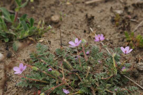 Imagem de Erodium lebelii Jord.