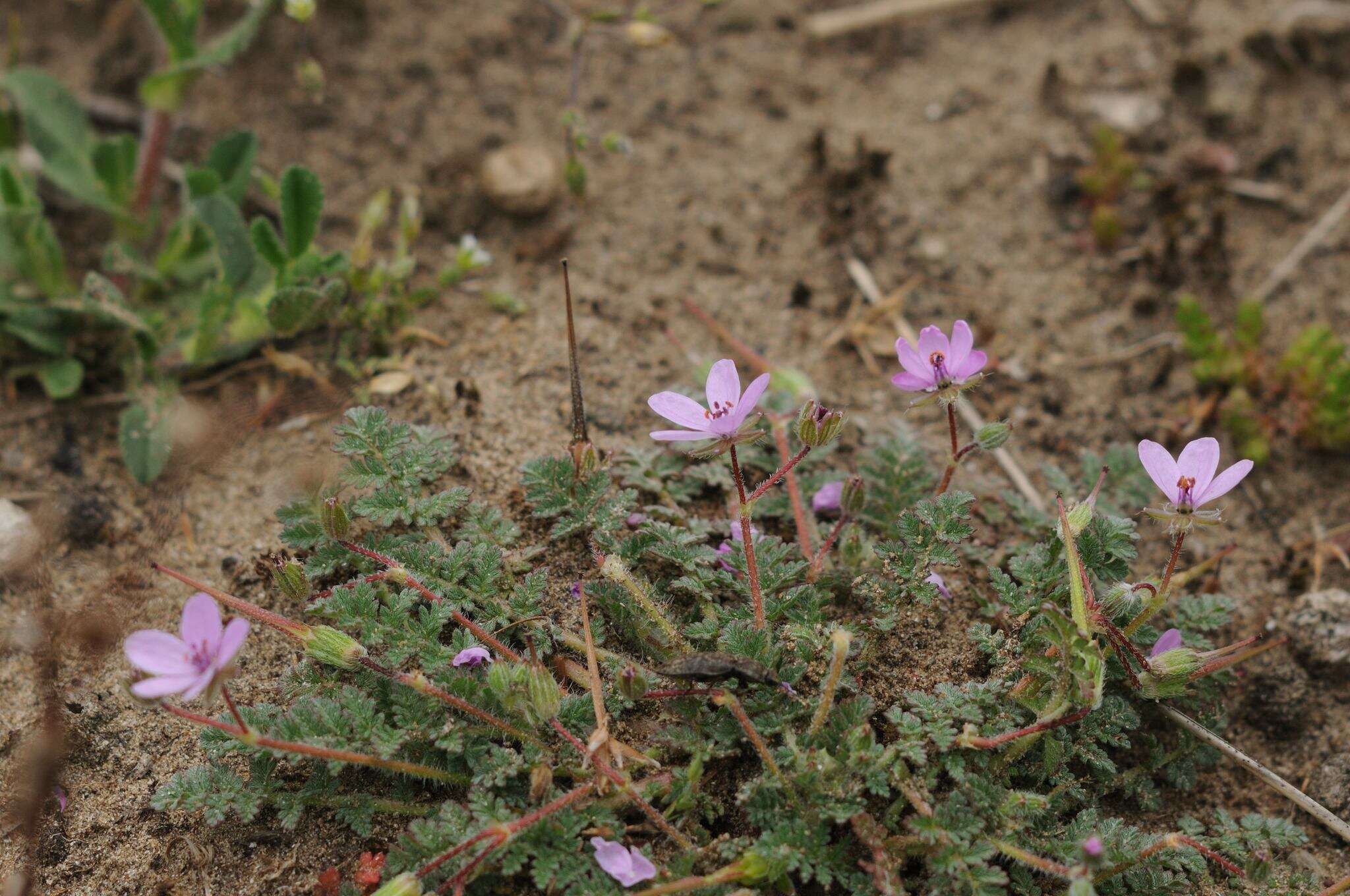 Sivun Erodium lebelii Jord. kuva