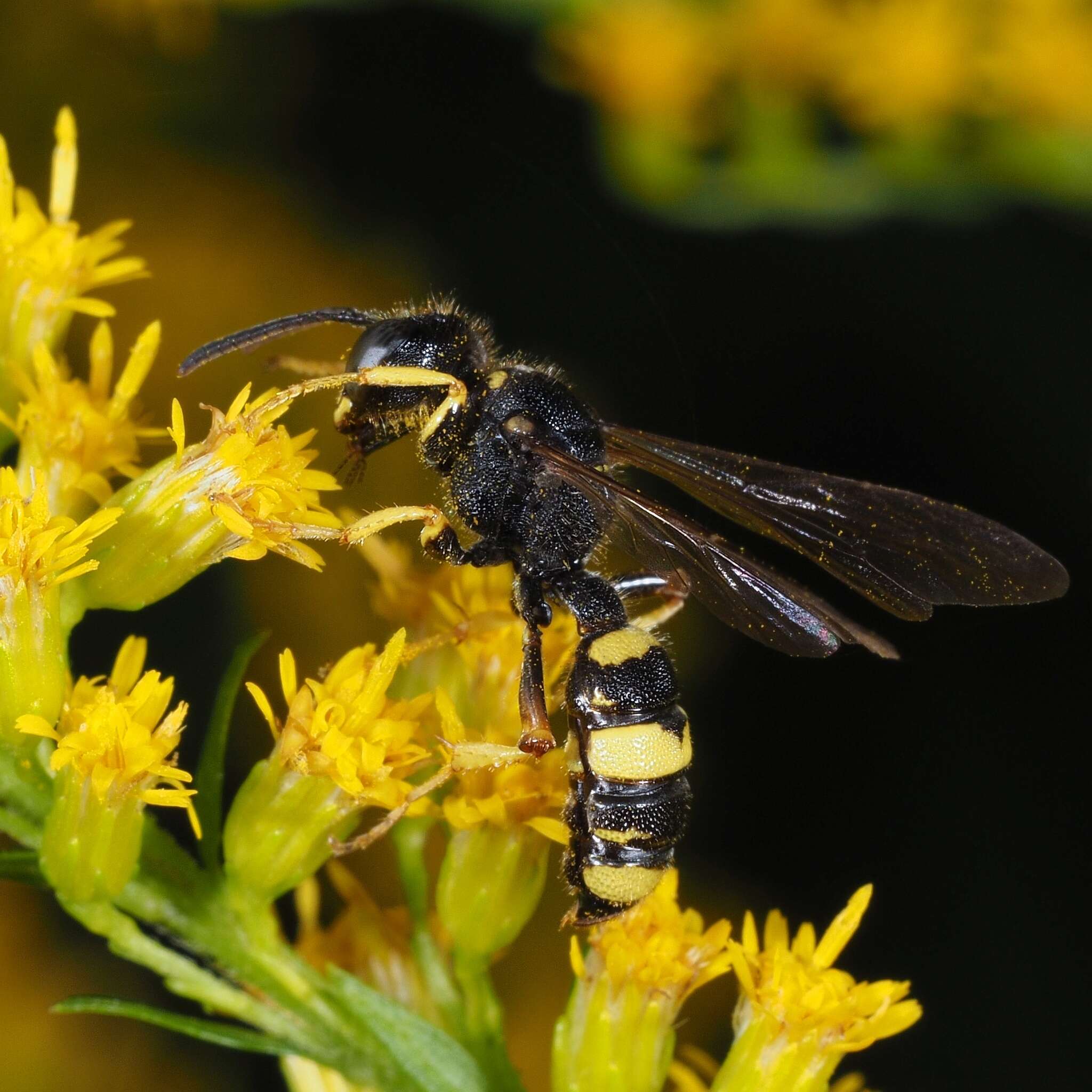 Imagem de Cerceris rybyensis (Linnaeus 1771)