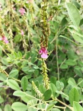 Image of <i>Indigofera <i>schimperi</i></i> Jaub. & Spach var. schimperi