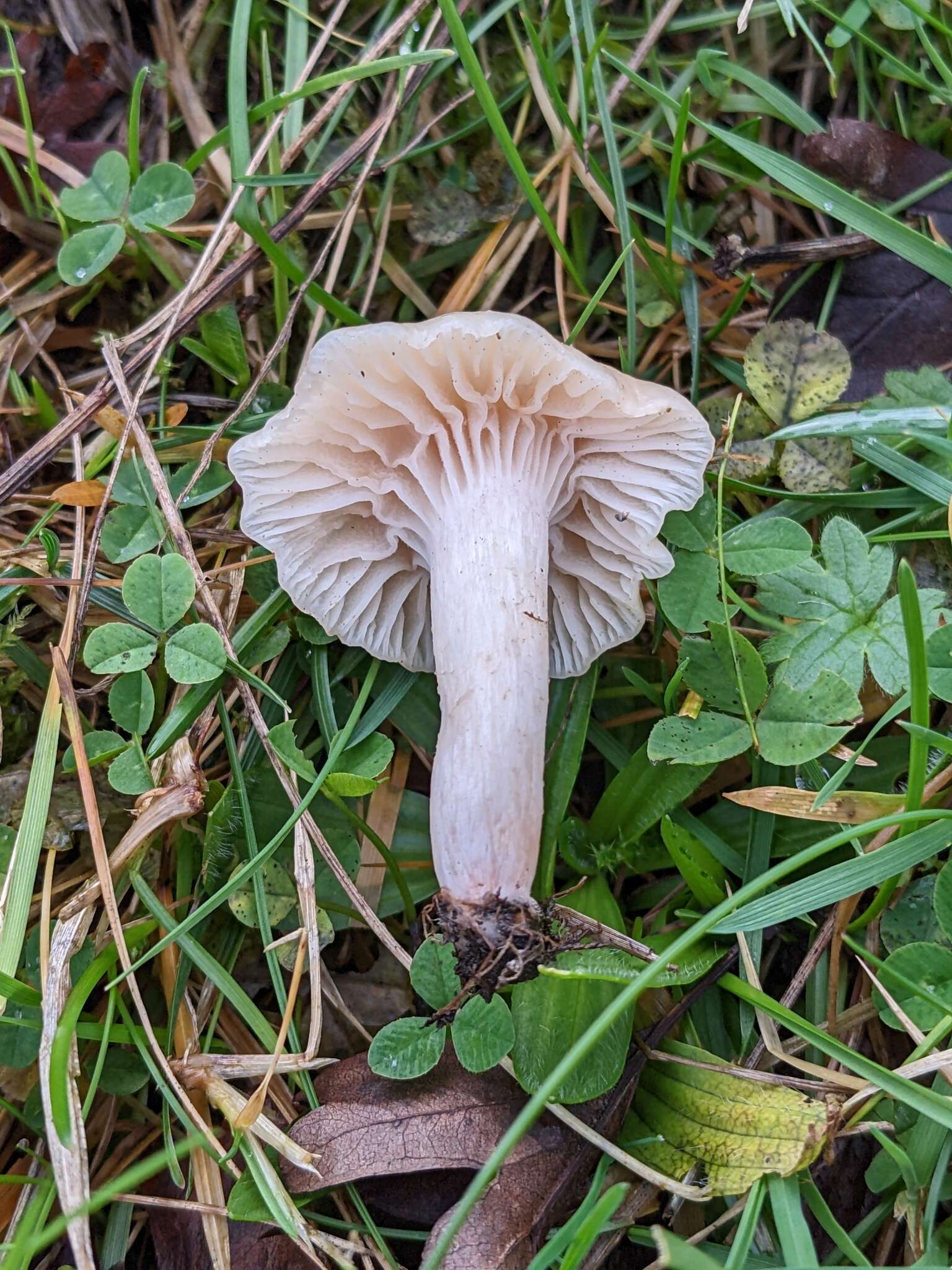 Image of Hygrocybe cereopallida (Clémençon) P. Roux & Eyssart. 2011