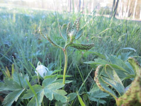 Tranzschelia anemones (Pers.) Nannf. 1939的圖片