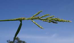 Plancia ëd Echinochloa crus-galli (L.) P. Beauv.