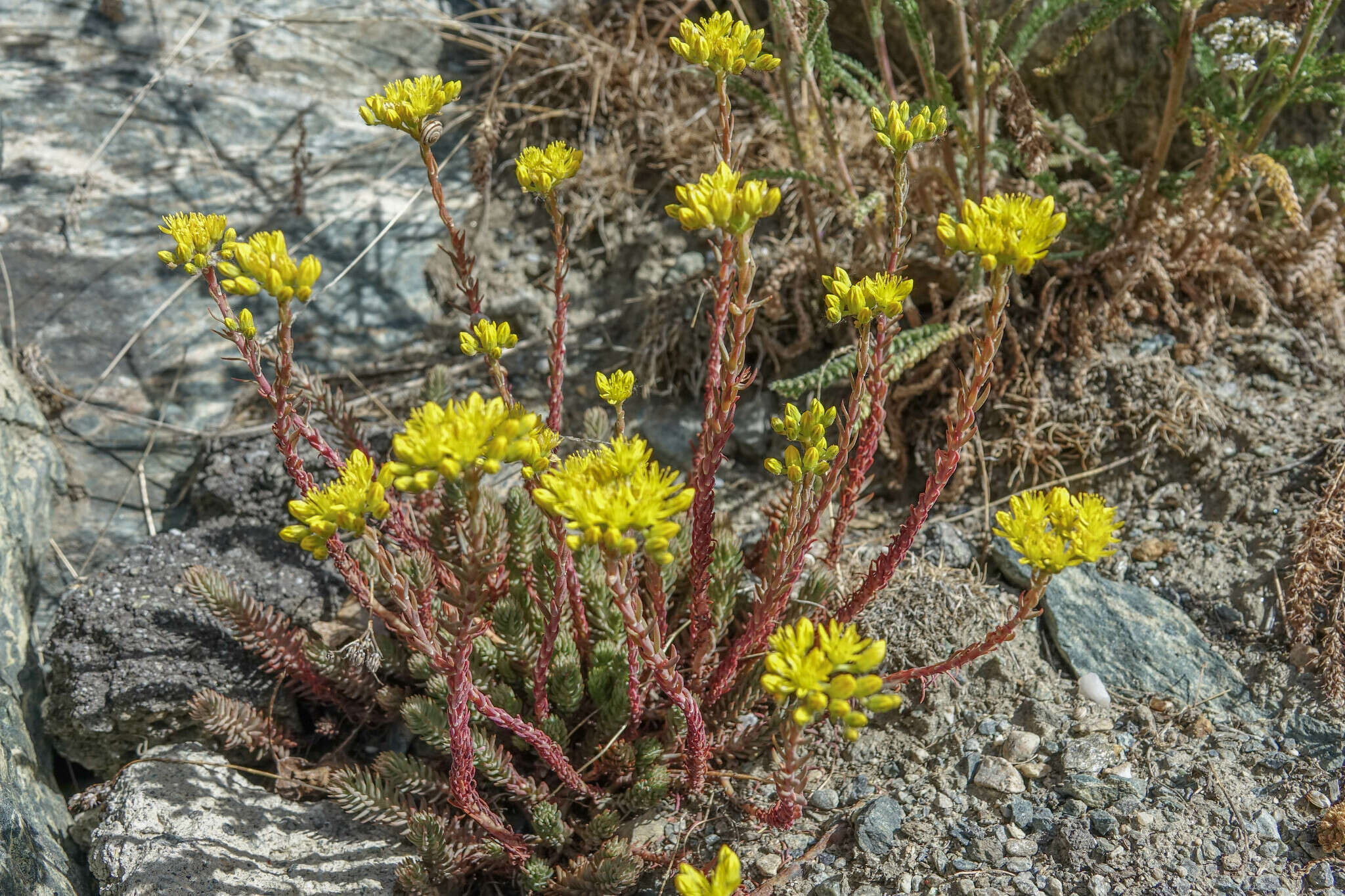 Image of Petrosedum montanum (Song. & Perr.) V. Grulich