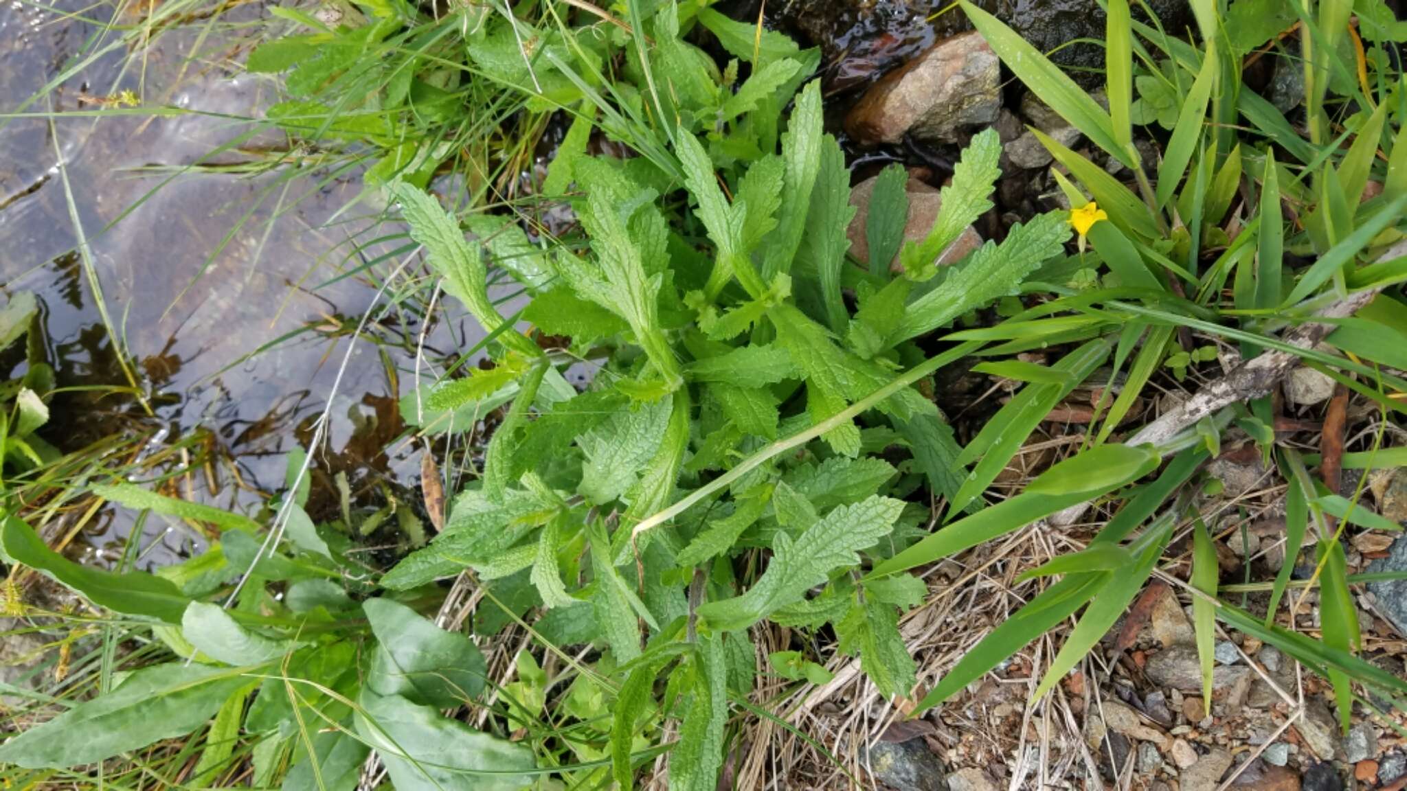 Image de Verbena californica Moldenke