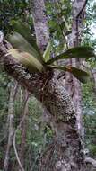 Image of Aeranthes ramosa Rolfe