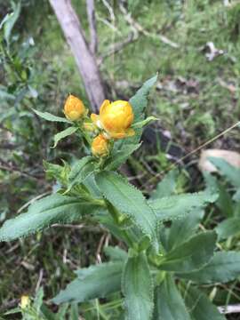 Plancia ëd Xerochrysum bracteatum (Vent.) Tzvelev