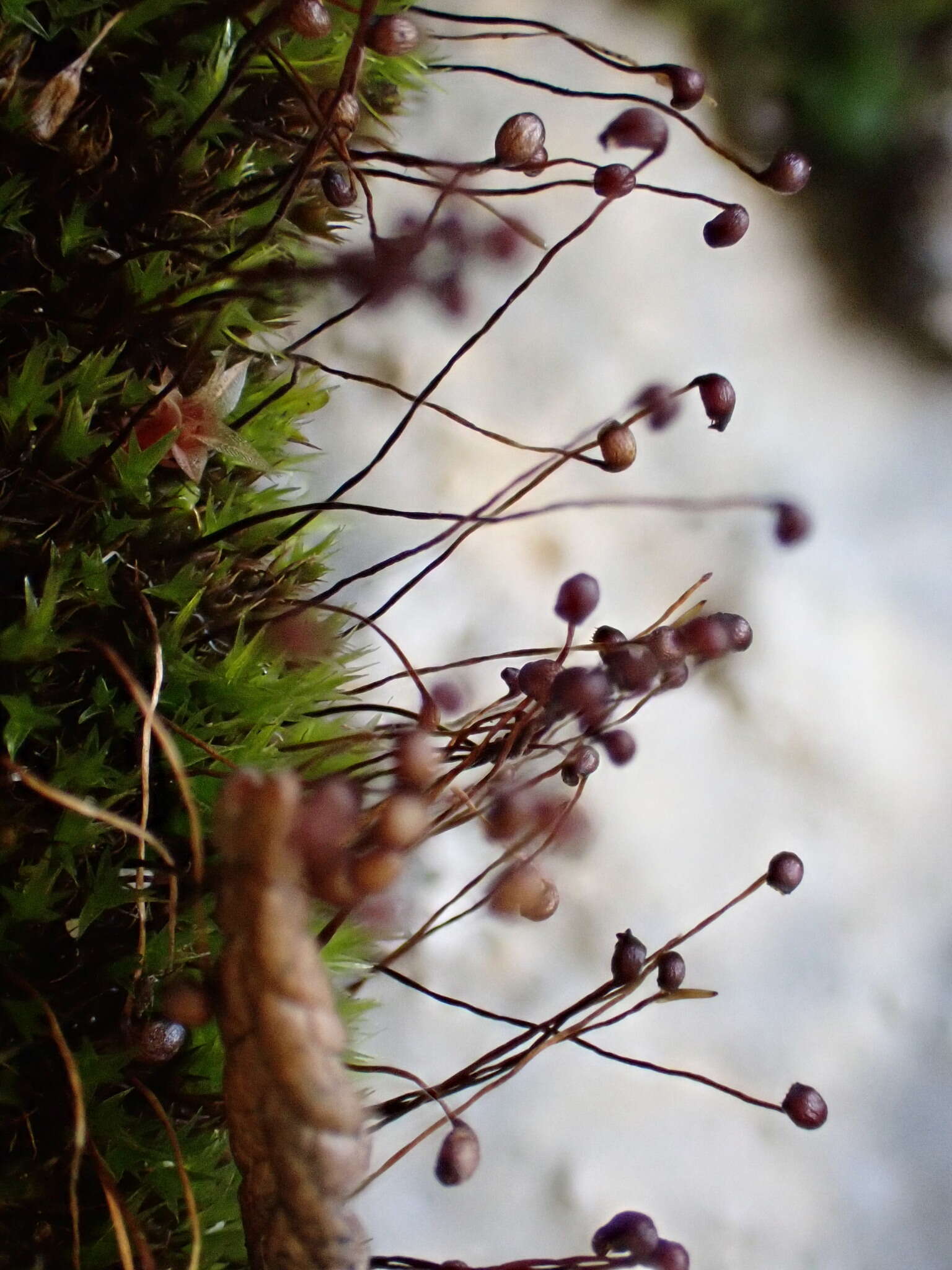 Image of down-looking moss