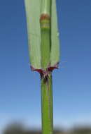 Image of perennial veldtgrass