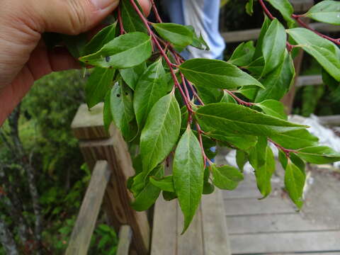 Image of <i>Vaccinium randaiense</i>