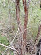 Image of Angophora bakeri E. C. Hall