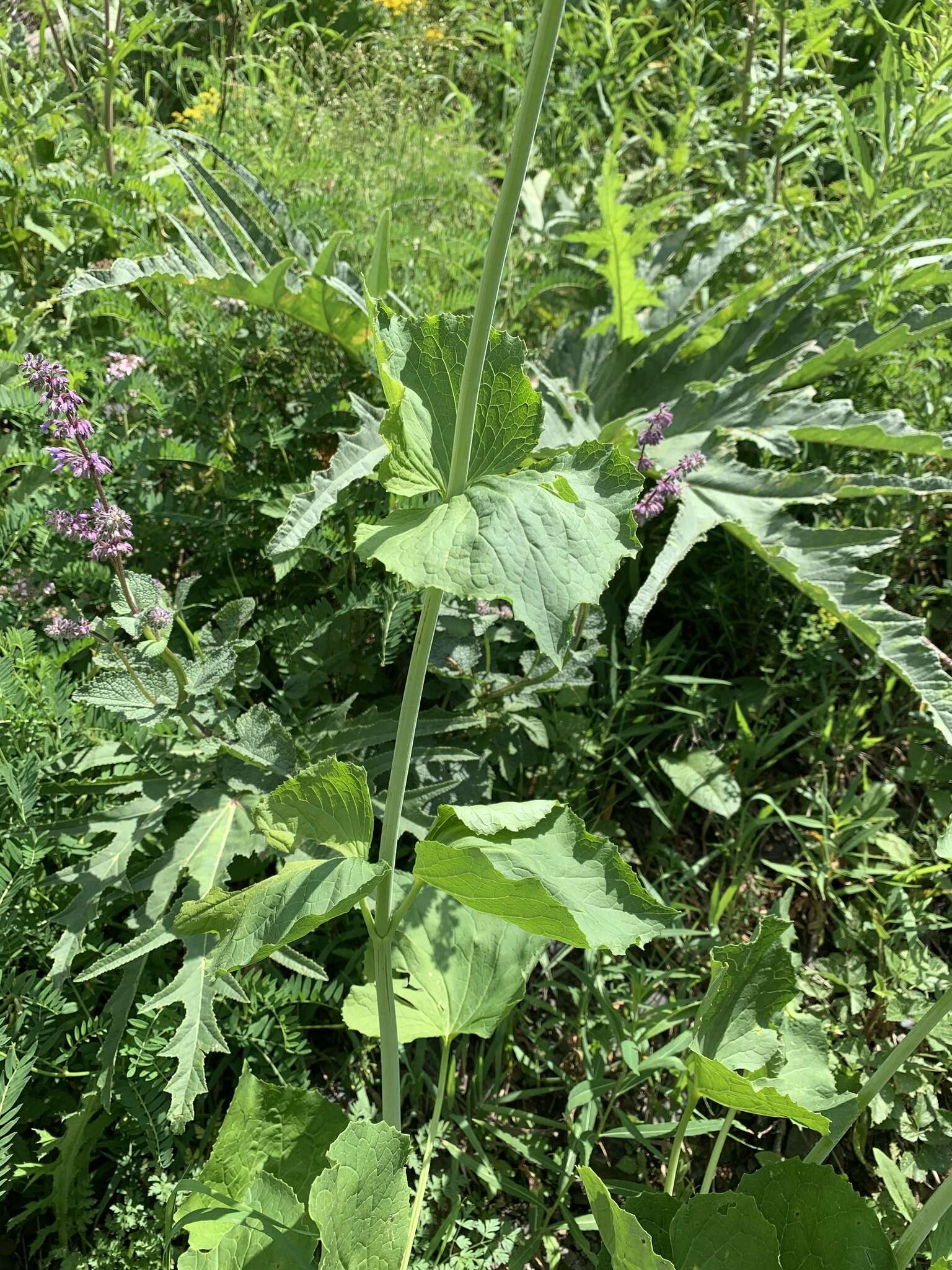 Image of Valeriana alliariifolia Adams