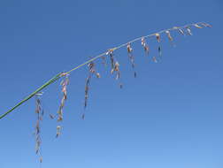 Image of perennial veldtgrass