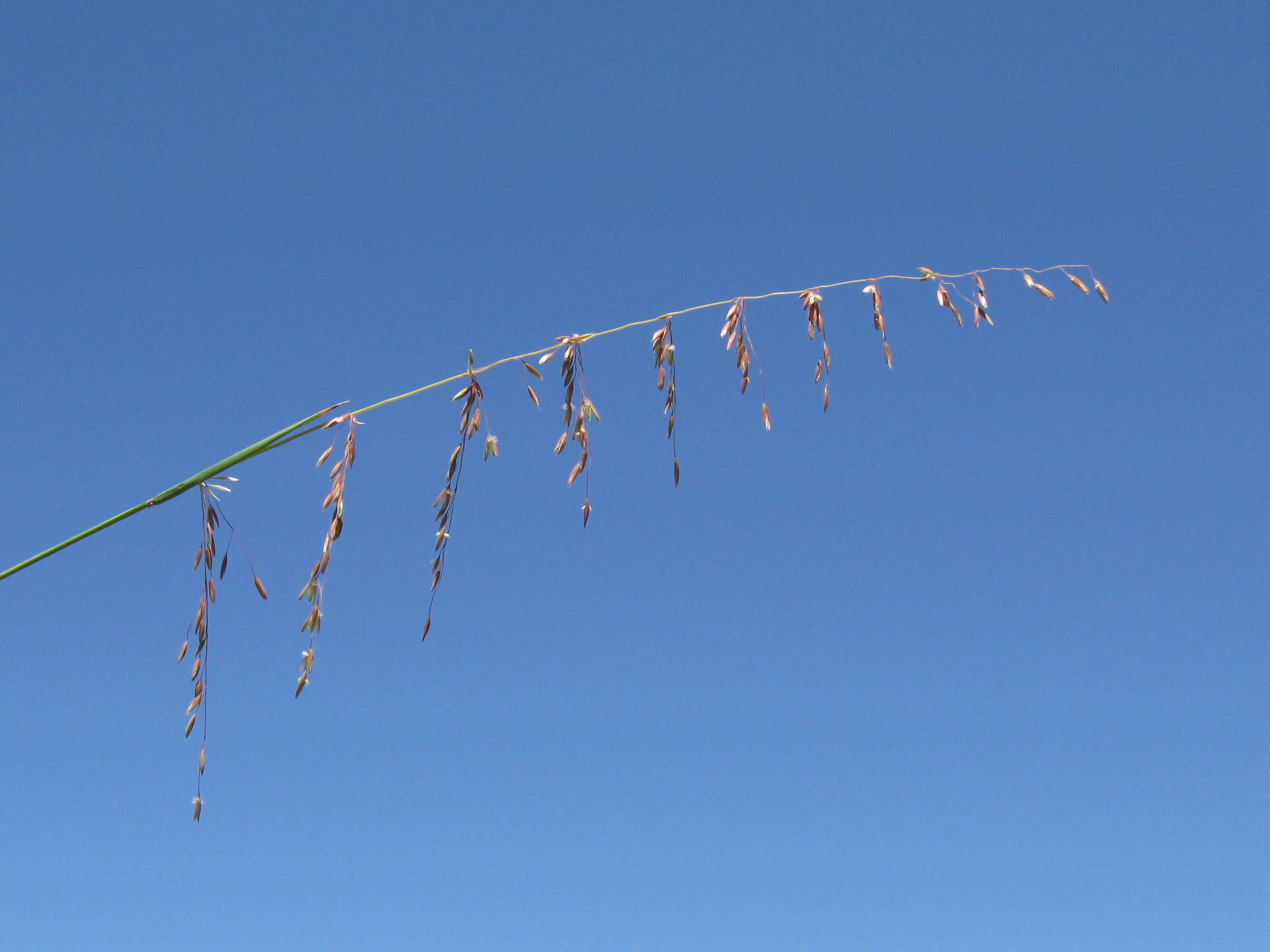 Image of perennial veldtgrass