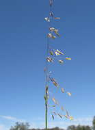 Image of perennial veldtgrass