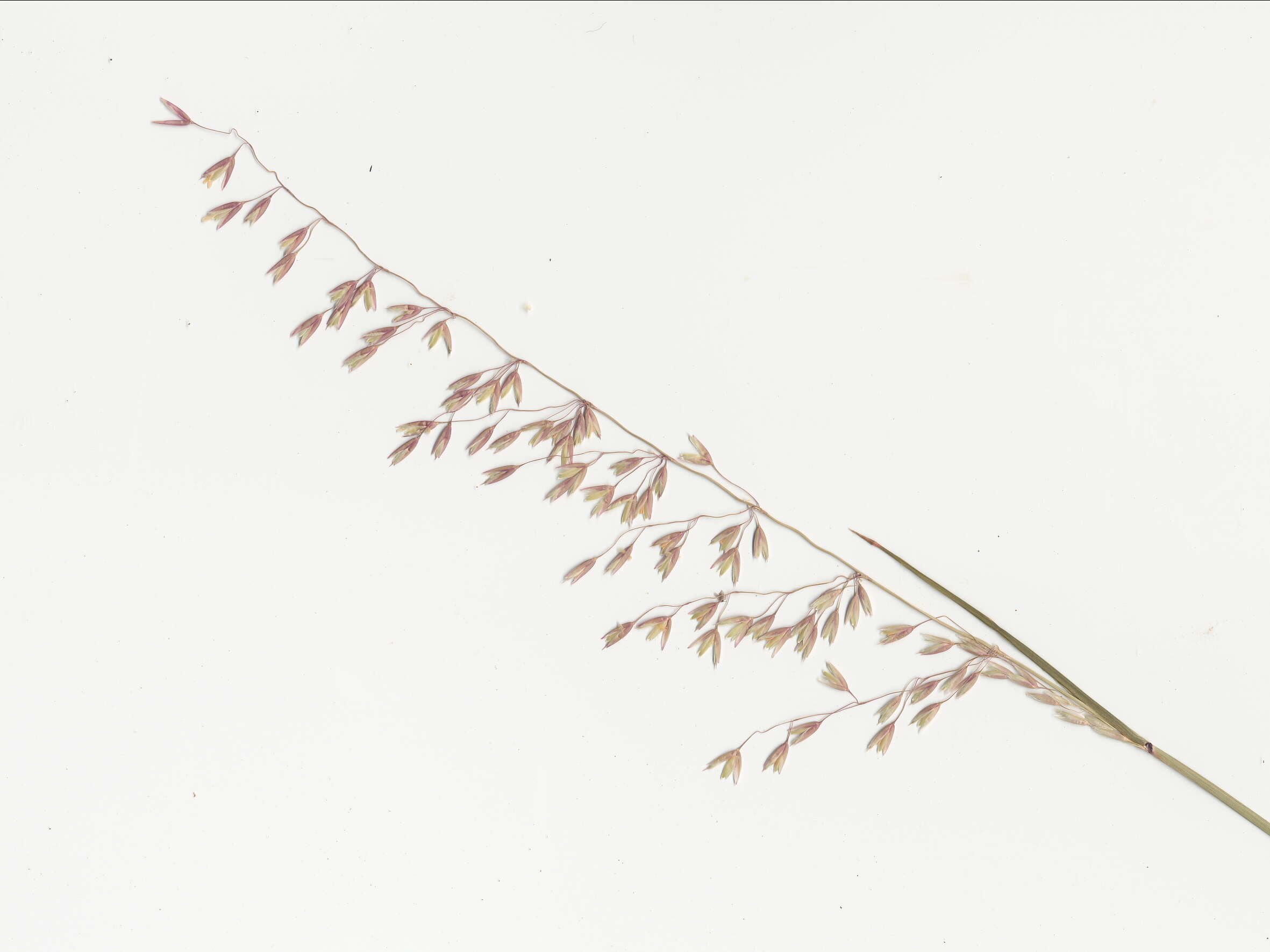 Image of perennial veldtgrass