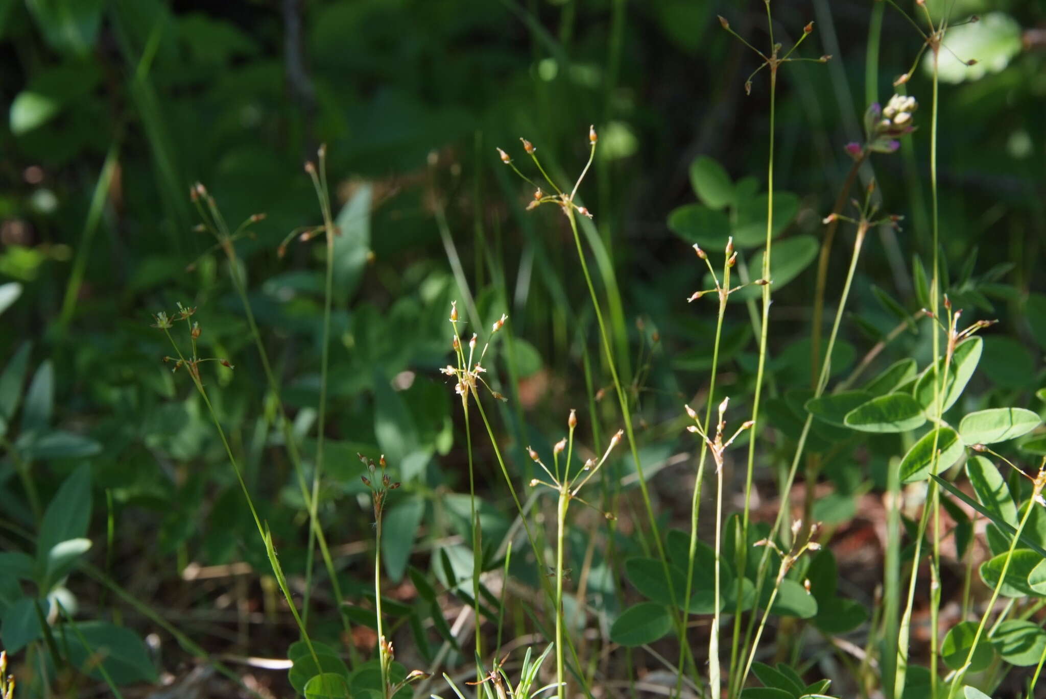 Image of Rufous Wood-Rush