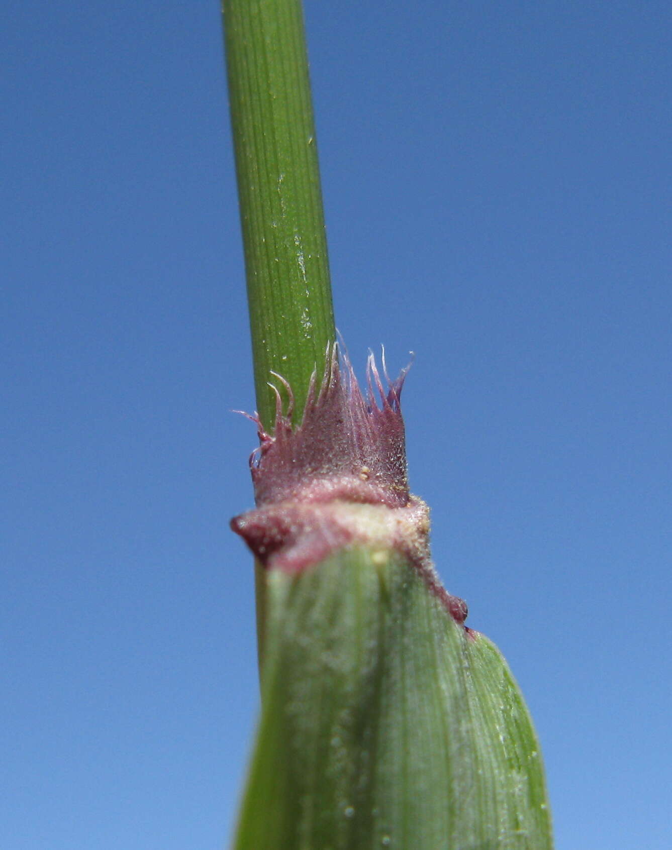 Image of perennial veldtgrass