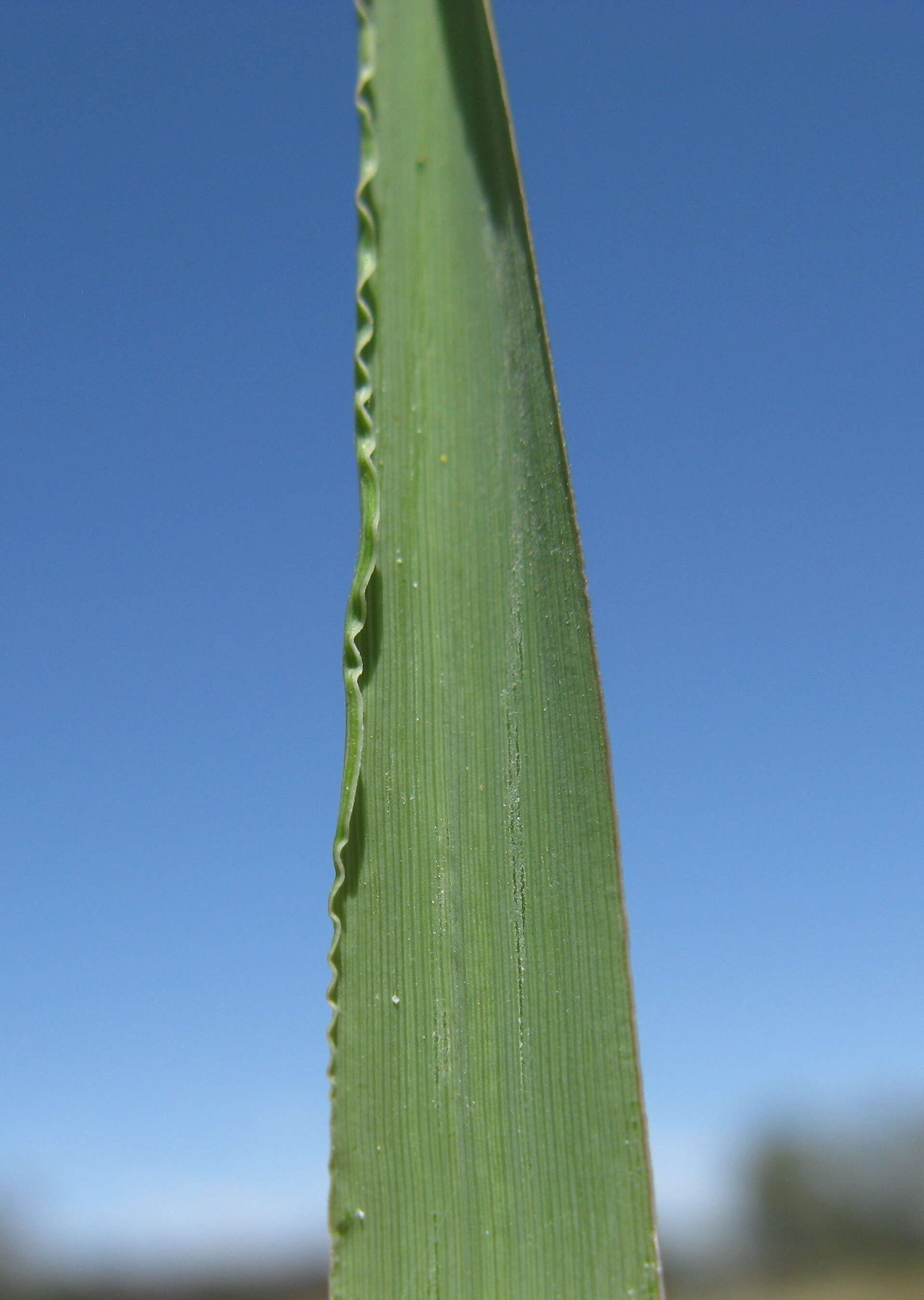 Image of perennial veldtgrass