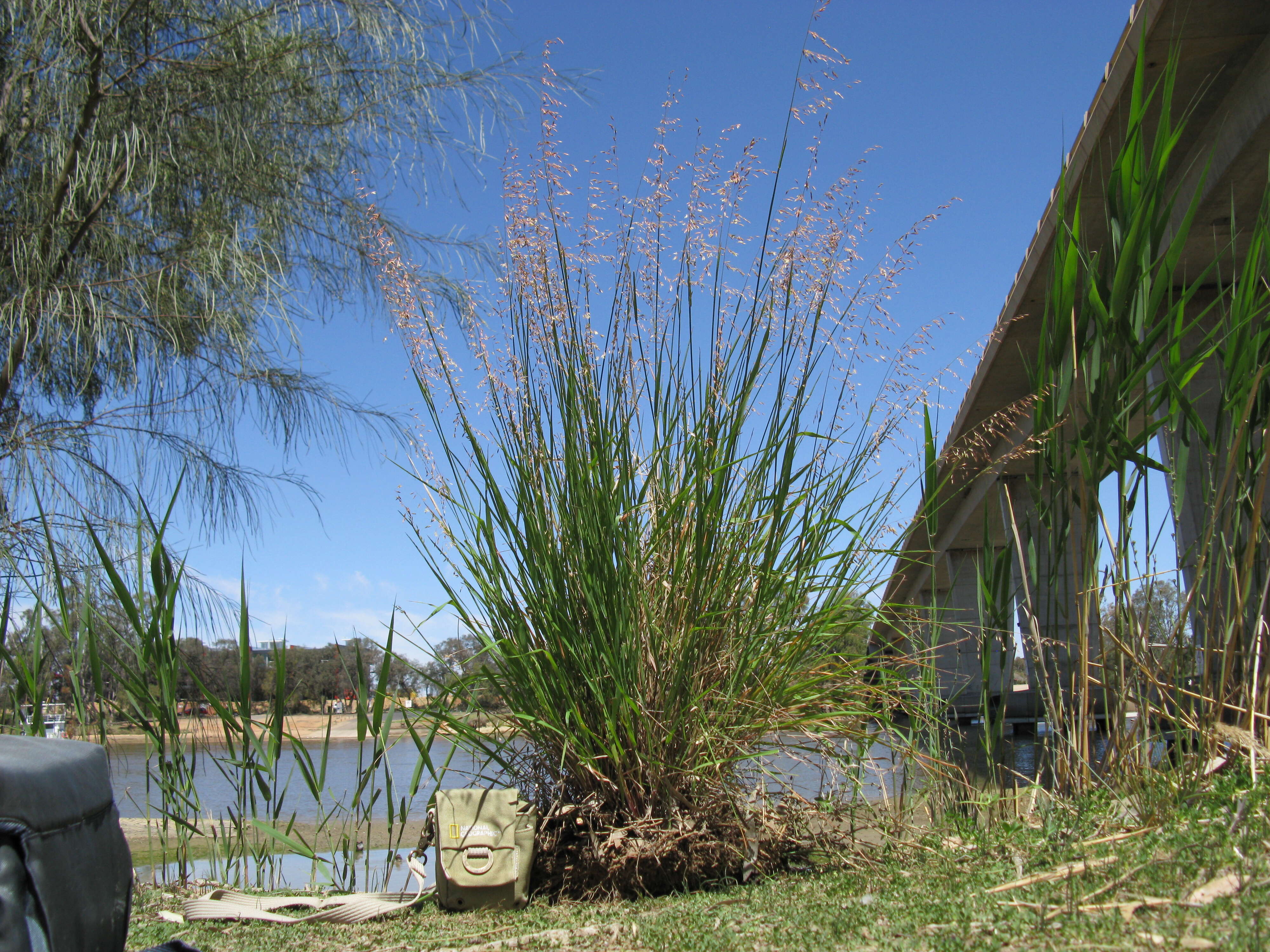 Imagem de Ehrharta calycina Sm.