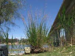 Image of perennial veldtgrass