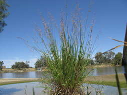 Imagem de Ehrharta calycina Sm.