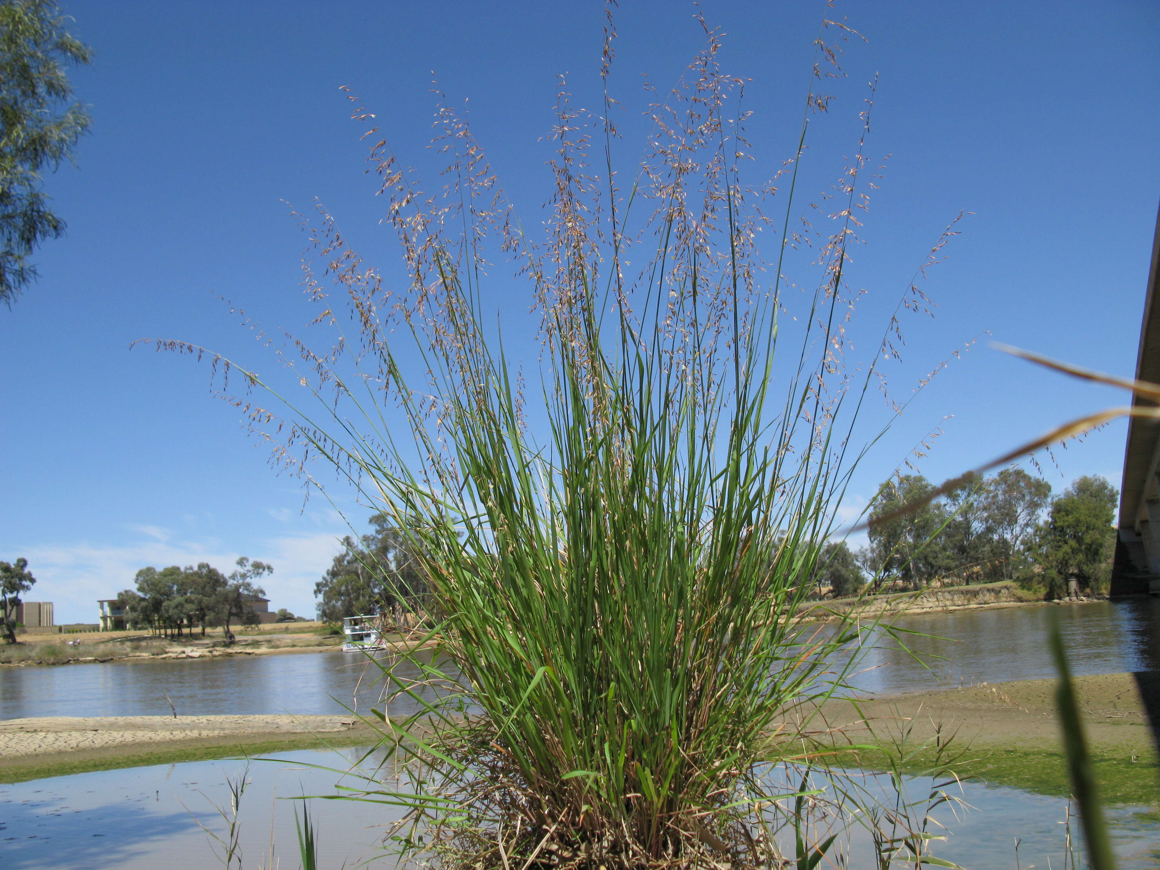 Image of perennial veldtgrass