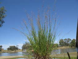 Image of perennial veldtgrass