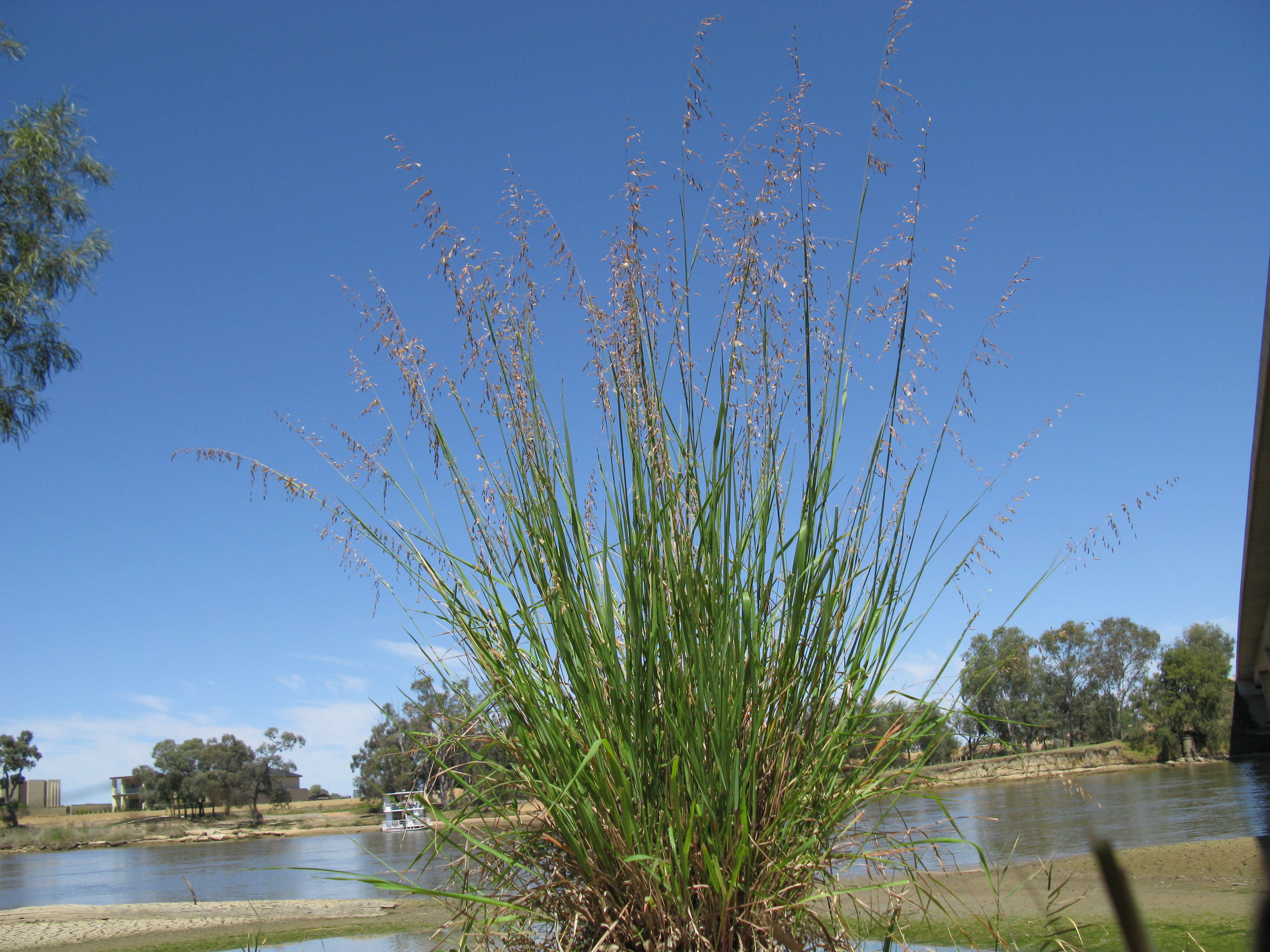 Imagem de Ehrharta calycina Sm.