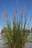 Image of perennial veldtgrass