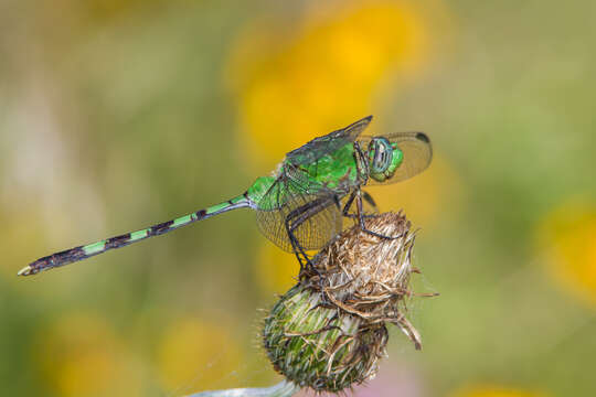 Image of Great Pondhawk